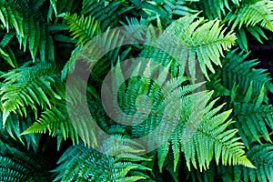 Fern Polypodiopsida with top view. photo