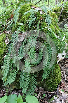 Fern Polypodium vulgare grows on a rock in the woods