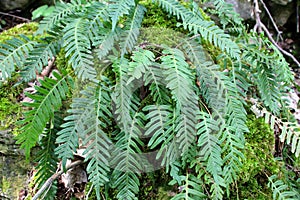 Fern Polypodium vulgare grows on a rock in the woods