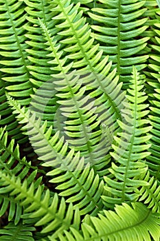 Fern Polypodium vulgare