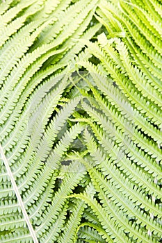 Fern polypody adder`s tongue plant abstract background, texture photo