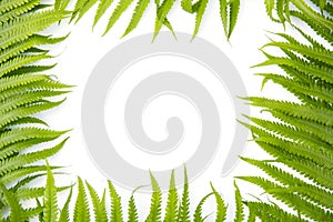 Fern polypody adder`s tongue plant as frame on white background, space for text, nature greeting card photo