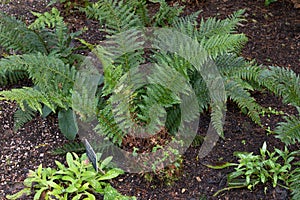 Fern polystichum aculeatum