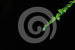 A Fern Prawn on a Black Background.