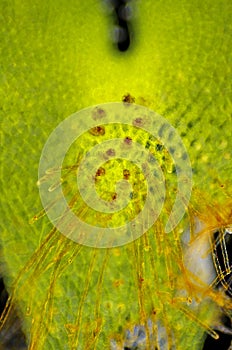 Fern prothallium (prothallus)