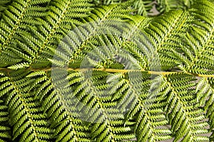 Fern Pteridium aquilinum - detail of the green leaf photo