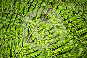 Fern Pteridium aquilinum - Plant organism photo