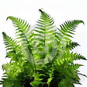 fern pteridophyta non flowering plants with feathery leaves cal photo
