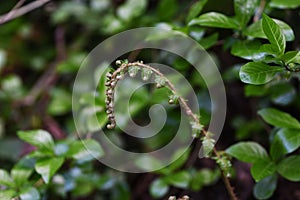 Fern Pteridophyte sprouts