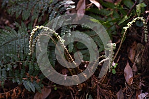 Fern Pteridophyte sprouts