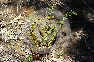 Fern Pteridophyte sprouts