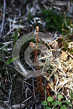 Fern Pteridophyte sprouts