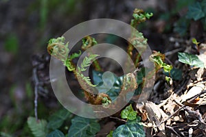 Fern Pteridophyte sprouts
