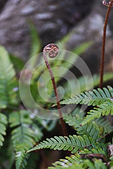 Fern Pteridophyte sprouts