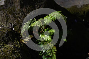 Fern Pteridophyte sprouts