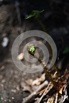 Fern Pteridophyte sprouts