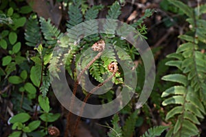 Fern Pteridophyte sprouts
