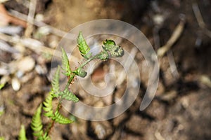 Fern Pteridophyte sprouts