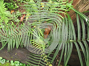 A fern Pteris vittata