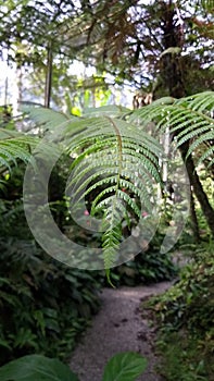 Fern in Rainforest