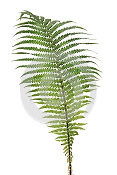Fern real forest leaf isolated