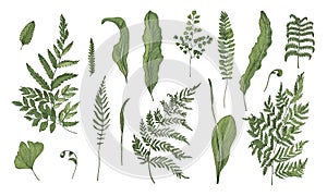 Fern realistic collection. Hand drawn sprouts, frond, leaves and stems set. Colorful vector illustration.