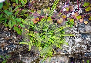 Fern and rock garden plant, grows wild on a wall