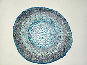 Fern root cross section