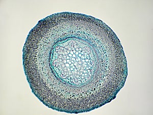 Fern root cross section photo