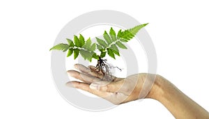 Fern with roots in female hand without soil, Plant float on hand, isolated on white background, with clipping path