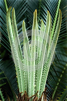 Fern-Sago palm-Tender leaves