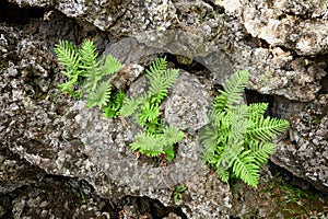 Fern Seedlings And Ancient Cold Lava Rocks In Etna National Park photo