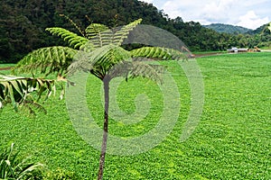 Fern on the shores of a lake covered with green plants. Natural landscape