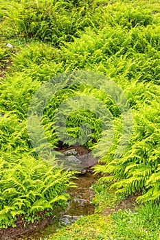 Fern shrubbery and a small creek