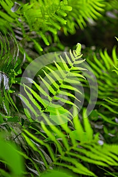 Fern shrubs in natural environment - Pteridium aquilinum photo