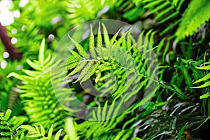 Fern shrubs in rainforest - Pteridium aquilinum. Filtered image: cross processed effect. photo