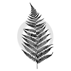 Fern silhouette. Isolated on white background