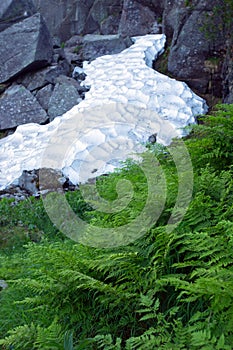 Fern and snow at the foot of the mountain