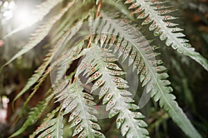 Fern sorus on the leaves, is a cluster of sporangia in ferns and fungi.