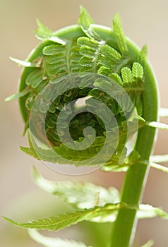 Fern spiral