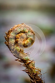Fern spiral