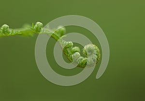 Fern spiral