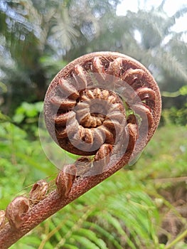Fern spiral in the forest