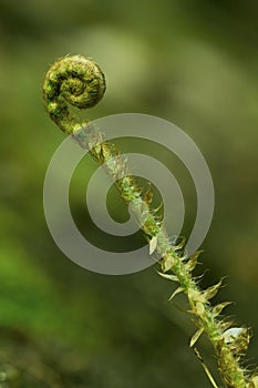 Fern spiral. Koru - A fern frond