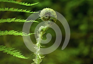 Fern spiral. Koru - A fern frond