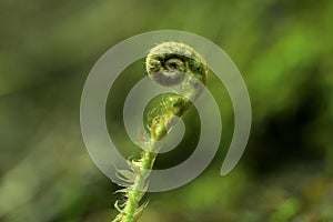 Fern spiral. Koru - A fern frond