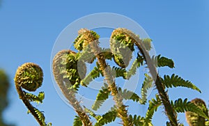 Fern Spiral Unfolding
