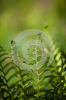 Fern spirals