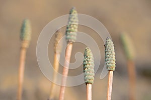 Fern sporangia