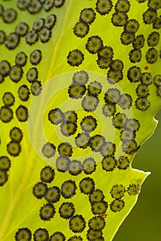 Fern spore capsules photo